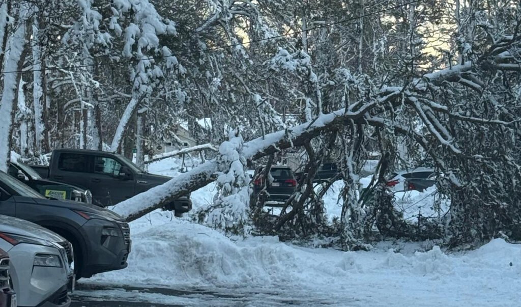 Uma espessa camada de neve cobre uma rua de West Yarmouth, cidade do Cape Cod, em Massachusetts. A árvore tombada impede o trânsito