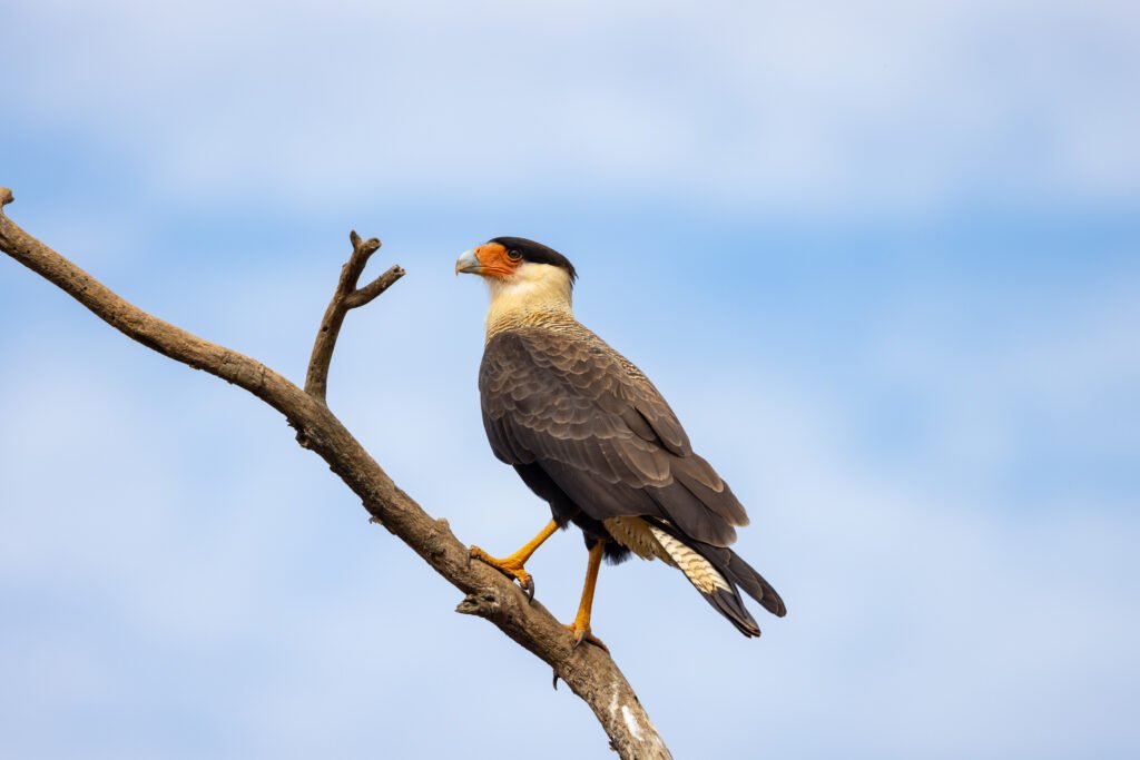Sem Peixe_MG, Julho de 2022 Fundacao Renova Registros da fauna e flora as margens do rio Doce, durante a Expedicao Rio Doce
