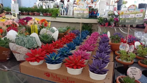Festa das Flores começa na próxima quinta (30/7)