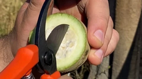 INAES e ADM firmam parceria para impulsionar bioeconomia no Norte de Minas 1 INAES e ADM firmam parceria para impulsionar bioeconomia no Norte de Minas