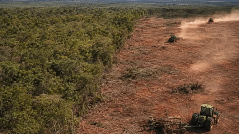 Operação investiga desmatamento do Norte 6 Operação investiga desmatamento do Norte