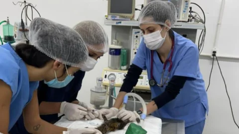 Parceria entre Samarco e UFV gera dados inéditos para conservação de 22 espécies ameaçadas na Bacia do Rio Doce 4 Parceria entre Samarco e UFV gera dados inéditos para conservação de 22 espécies ameaçadas na Bacia do Rio Doce