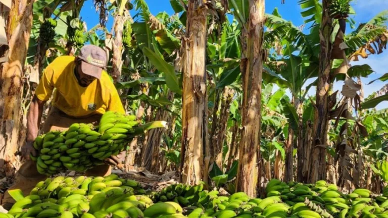 Fruticultura avança em Minas Gerais 5 Fruticultura avança em Minas Gerais